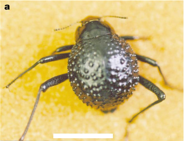 《沙丘》萌系“跳跳鼠”用耳朵喝水:有一对大耳朵,不仅能探听风吹草动(图4) 《沙丘2》中用耳朵喝水的“沙鼠”是真的吗:还有比它更神奇的