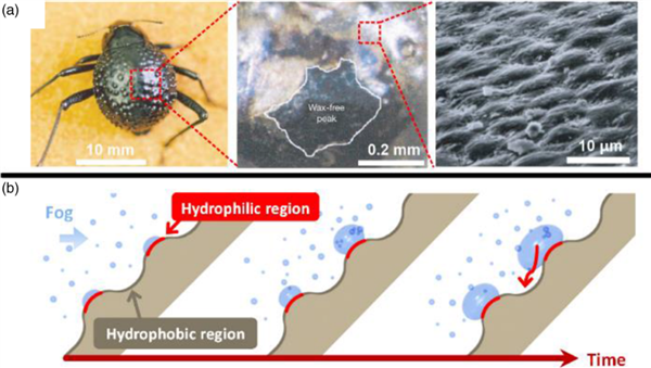 《沙丘》萌系“跳跳鼠”用耳朵喝水:有一对大耳朵,不仅能探听风吹草动(图5) 《沙丘2》中用耳朵喝水的“沙鼠”是真的吗:还有比它更神奇的