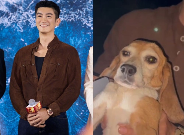 杜江霍思燕收养实验犬:耳朵上有编号,且疑似刚生产完,肚子上有一条长长的疤痕,照超音波时甚至没有看到脾脏(图1) 杜江霍思燕收养实验犬:耳朵上有编号,且疑似刚生产完,肚子上有一条长长的疤痕,照超音波时甚至没有看到脾脏(图1)