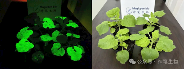 《阿凡达》世界成真!我国科研团队成功打造出高亮发光植物(图1) 《阿凡达》世界成真!我国科研团队成功打造出高亮发光植物