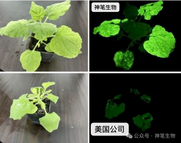 《阿凡达》世界成真!我国科研团队成功打造出高亮发光植物(图2) 《阿凡达》世界成真!我国科研团队成功打造出高亮发光植物