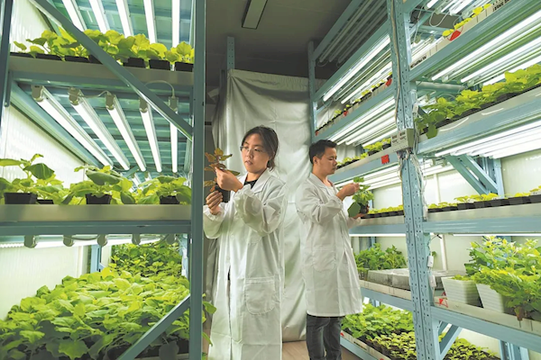 《阿凡达》世界成真!我国科研团队成功打造出高亮发光植物(图3) 《阿凡达》世界成真!我国科研团队成功打造出高亮发光植物