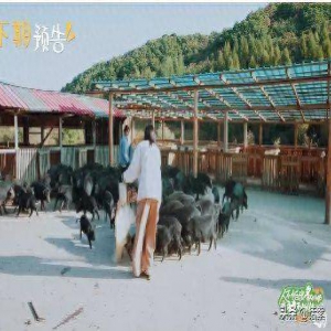 网友质疑《杜花》女团不是练业务技能，而是养猪